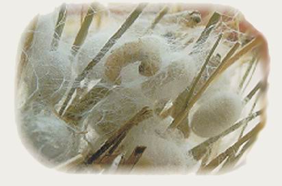 ��(��i)����Ů���^(gu��)��(l��i)�����Q�z�����ݹ�Ч