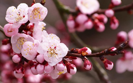 ���z�Ҽ������з۲ʡ��y�� �c����s��