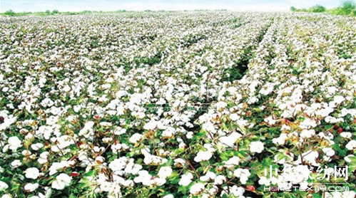 �Č��Ё��W���[��(hu�� )���e�k�����a(ch��n)�I(y��)���(hu�� )