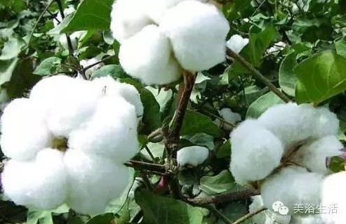 ��ԡ����Ƶ�Ĵ�����ë����ԡ���ʲô���ǰ�ɫ����