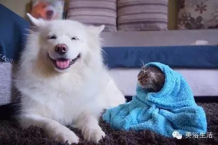 ��ԡ���ë�����Ԍ�����ë��Ҳ�����v����