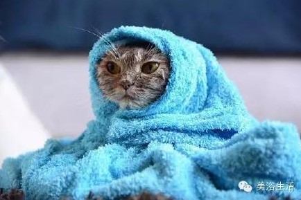 ��ԡ���ë�����Ԍ�����ë��Ҳ�����v����