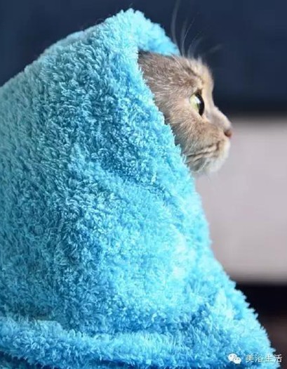 ��ԡ���ë�����Ԍ�����ë��Ҳ�����v����