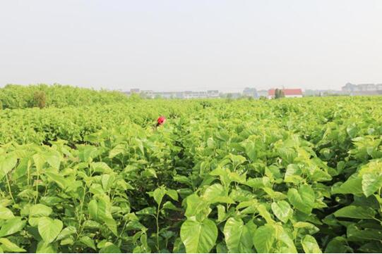 �X(qi��n)�ʽz�I�@��2017�Ї��Ҽ��Ӽ��\��Ʒ�ƪ������I(y��)��������ϵ�y�x���ЌmԷ�Q�z��