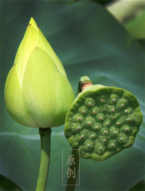 Ϧ��������